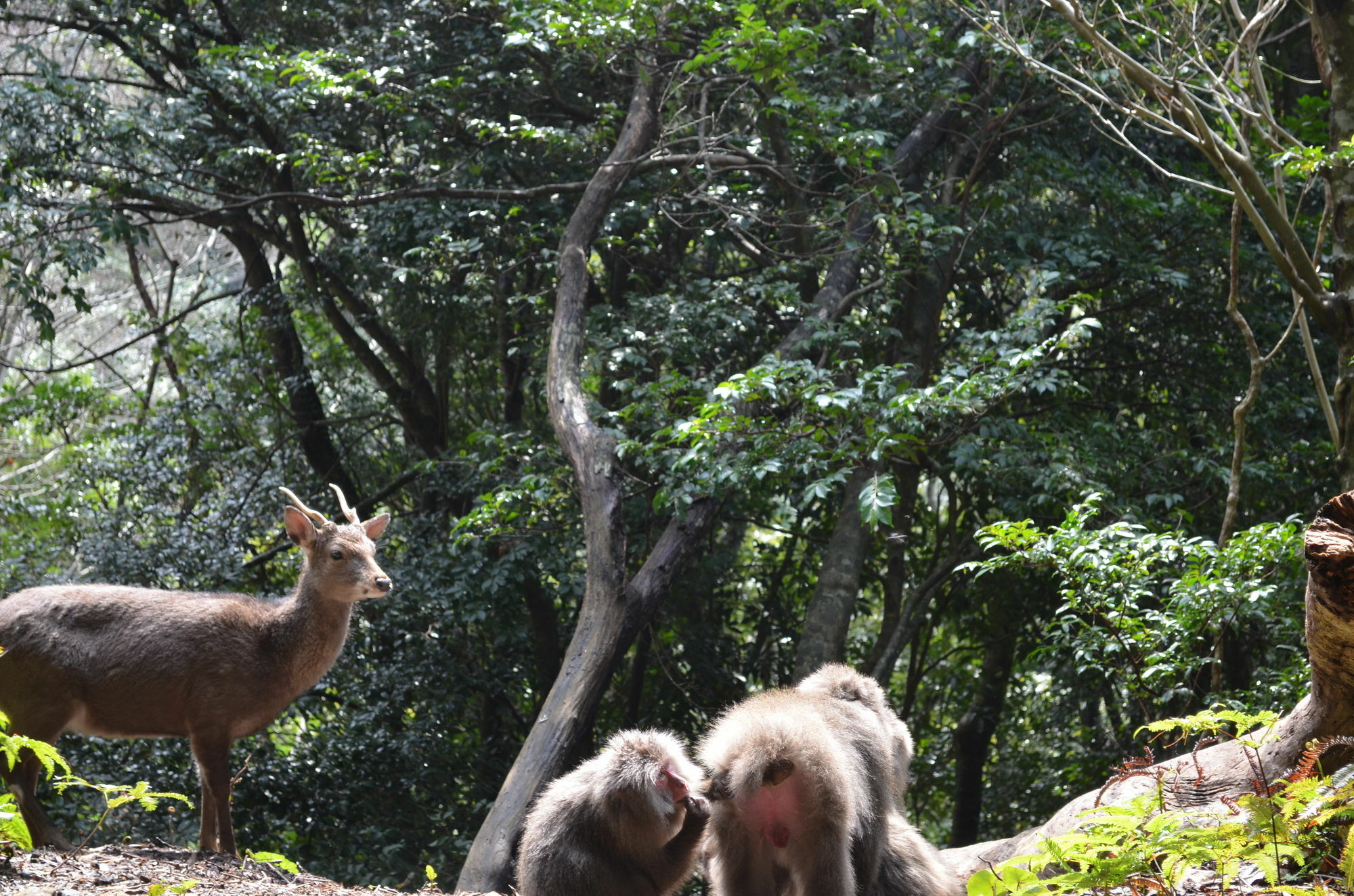 Jomon No Yado Manten Yakushima  Exterior foto